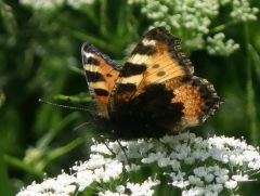 Schmetterling Schmetterling
