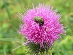 Distel mit Käfer Distel mit Käfer