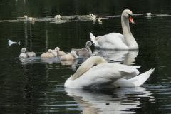 Friedliches Idyll Friedliches Idyll