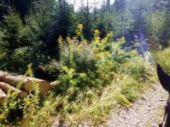 Sicht vom Pferd Sicht vom Pferd