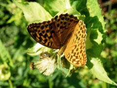 Schmetterling Schmetterling