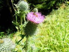 Insekten auf Distel Insekten auf Distel