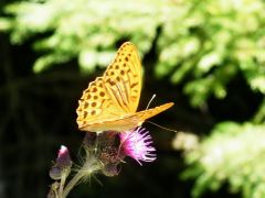 Schmetterling Schmetterling