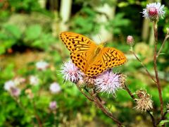 Schmetterling auf Distel Schmetterling auf Distel