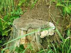 Ameisenhaus Ameisenhaus