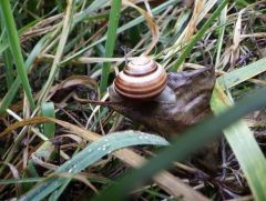 kleine Schnecke kleine Schnecke