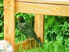 Amsel Amsel