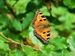 Kleiner Fuchs Kleiner Fuchs
