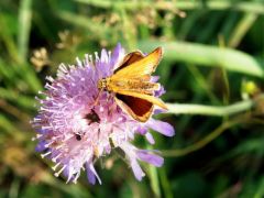 Falter auf Distel Falter auf Distel