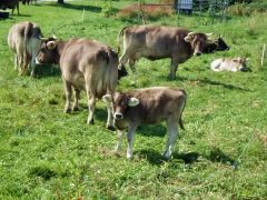 Weidegang im September Weidegang im September