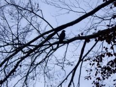 Greifvogel im Geäst Greifvogel im Geäst