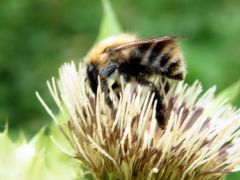 Hummel auf Distel Hummel auf Distel