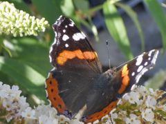 Schmetterling Schmetterling