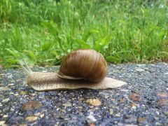 Weinbergschnecke Weinbergschnecke