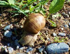 Schnecke Schnecke