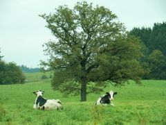 glückliche Kühe glückliche Kühe