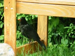 Amsel Amsel
