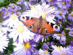 Schmetterling Schmetterling