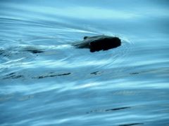 Biber im Wasser Biber im Wasser