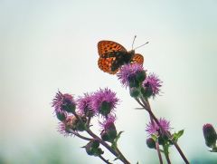 Schmetterling auf Distel Schmetterling auf Distel