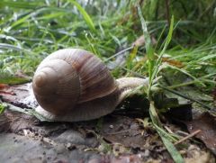 Weinbergschnecke Weinbergschnecke