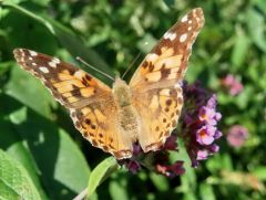 Schmetterling Schmetterling