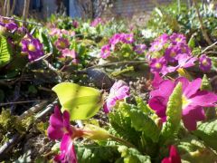 Zitronenfalter an Primel Zitronenfalter an Primel