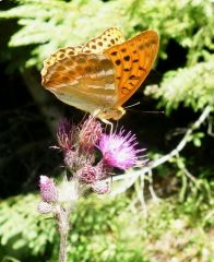 Schmetterling Schmetterling