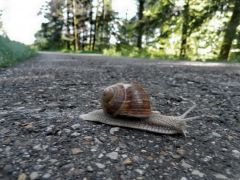 Weinberg - Schnecke Weinberg - Schnecke