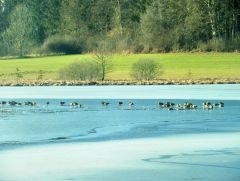 Enten im Februar Enten im Februar