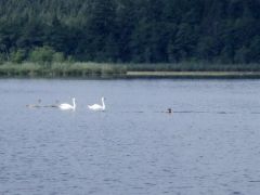 Begegnung im Wasser Begegnung im Wasser
