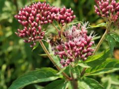 Blüte mit Biene Blüte mit Biene