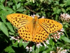 Schmetterling auf Blüte Schmetterling auf Blüte