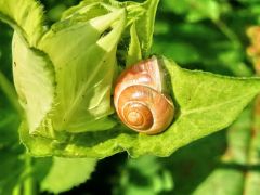 Schnecke Schnecke