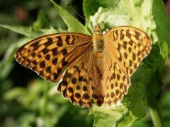 Schmetterling Schmetterling