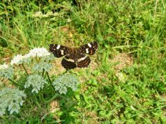 Schmetterling Schmetterling
