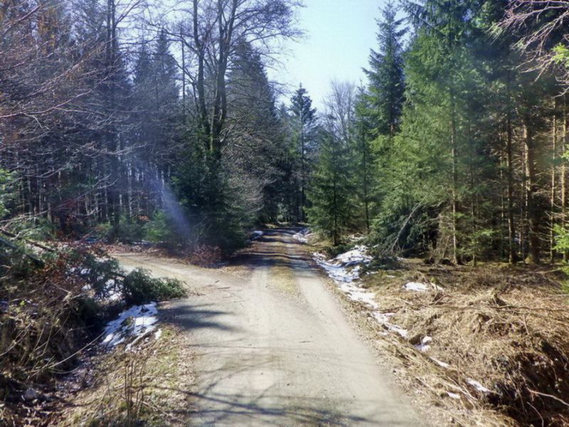 Wege im Wald