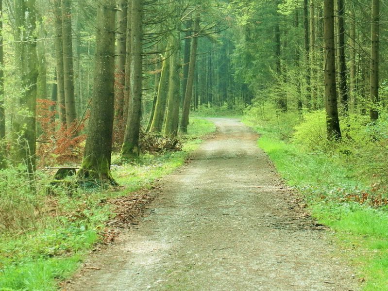 Weg im Wald