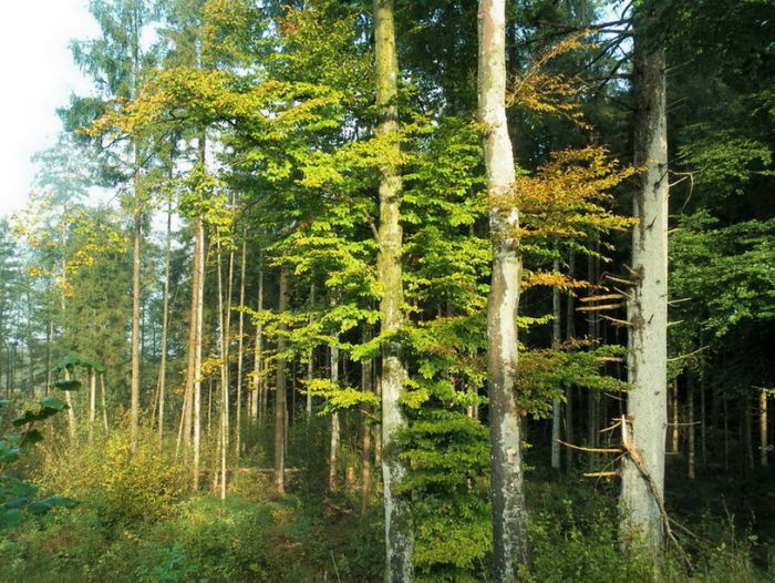 Wald im Oktober