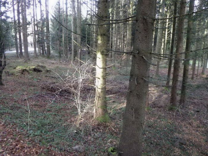 Licht im Wald