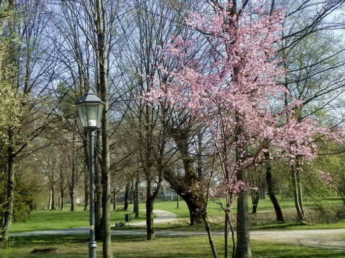 Frühling im Park