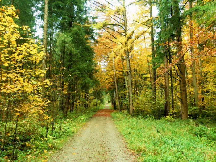Wald im Herbst