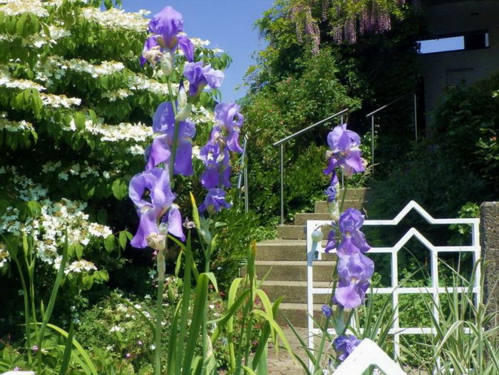 Iris im Garten