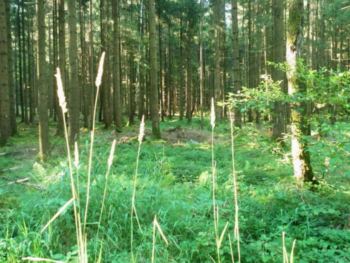 Wald im Juli