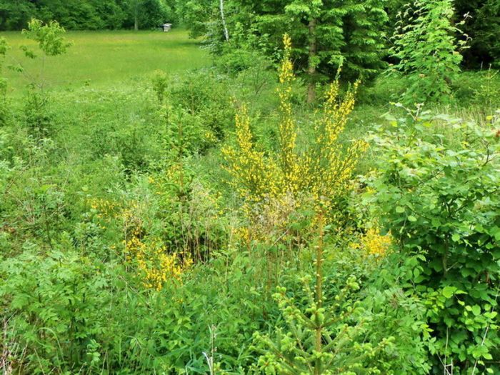 Ginster im Maiengrün