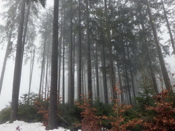 Wald im Nebel