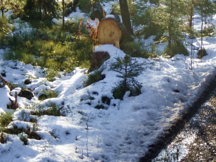 Schneereste im Wald