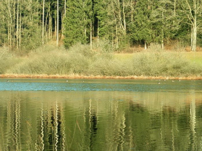 Weiher im Februar