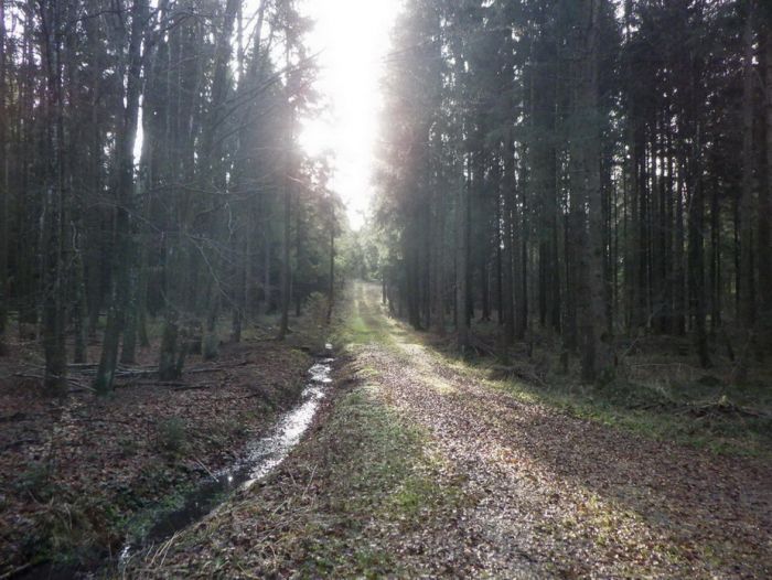 Weg im Wald
