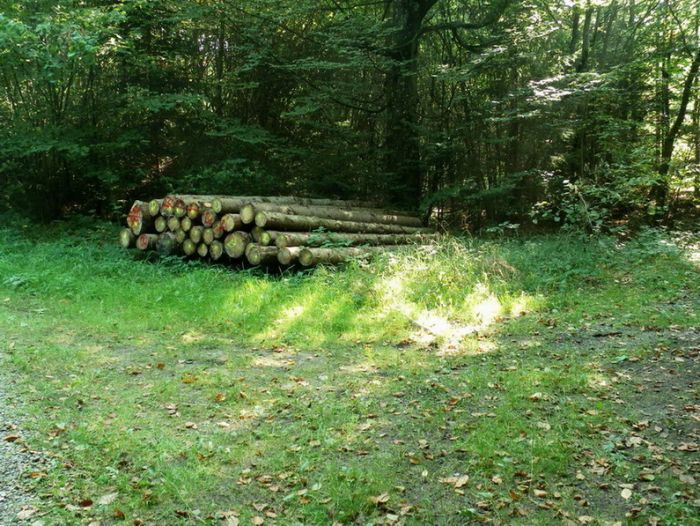 Holzstämme